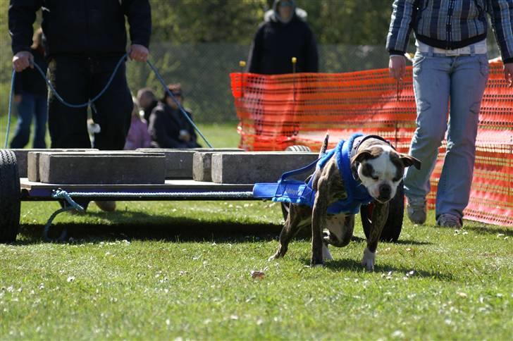 Amerikansk bulldog Bullslayer's Peaches billede 5