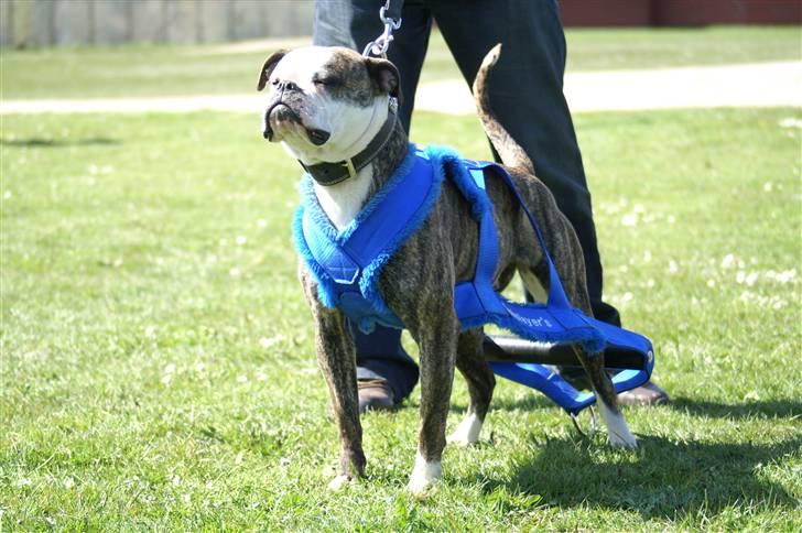 Amerikansk bulldog Bullslayer's Peaches billede 6