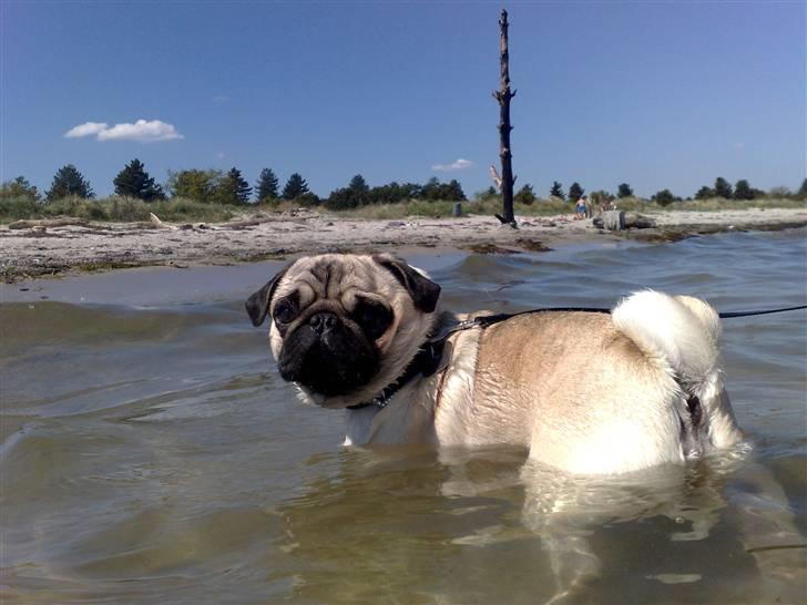 Mops Enzo :) - Skønt med sommer og strand og sol...  billede 20