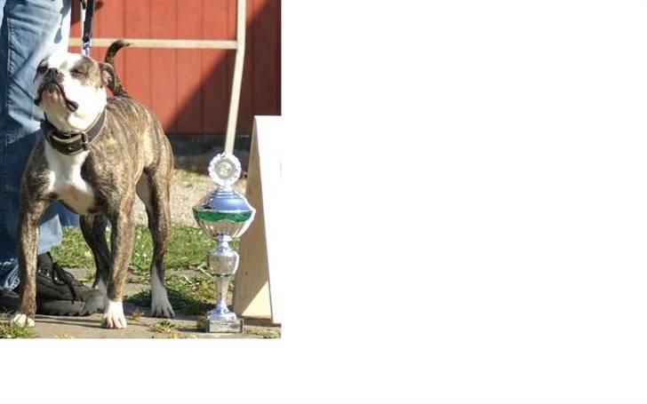 Amerikansk bulldog Bullslayer's Peaches billede 7