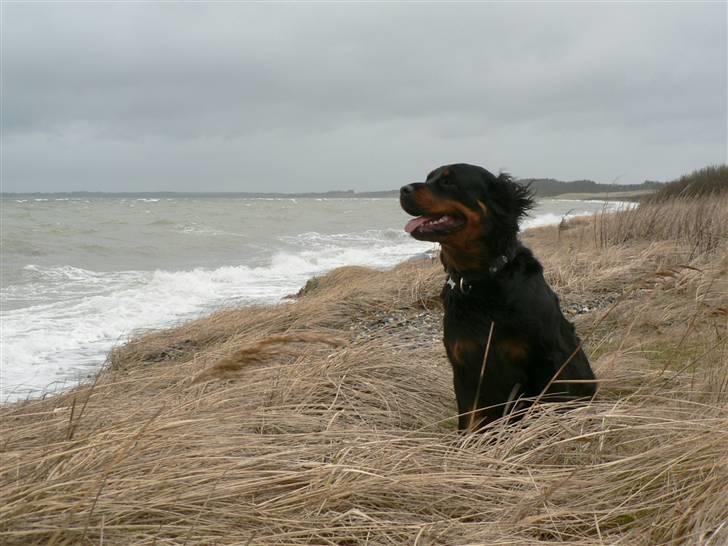 Rottweiler Pepsi - Pepsi som fotomodel i stormvejr. billede 2