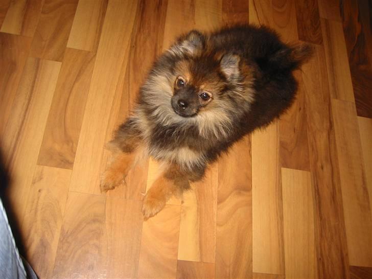 Pomeranian Shanna - Okay ...... Hvad skal vi så finde på ??? billede 6
