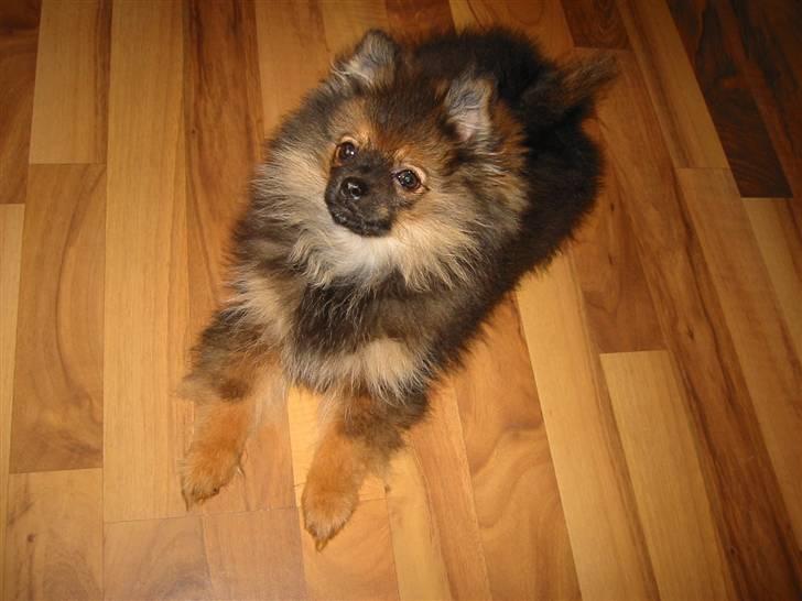 Pomeranian Shanna - Mon hun bliver sur ??? billede 7