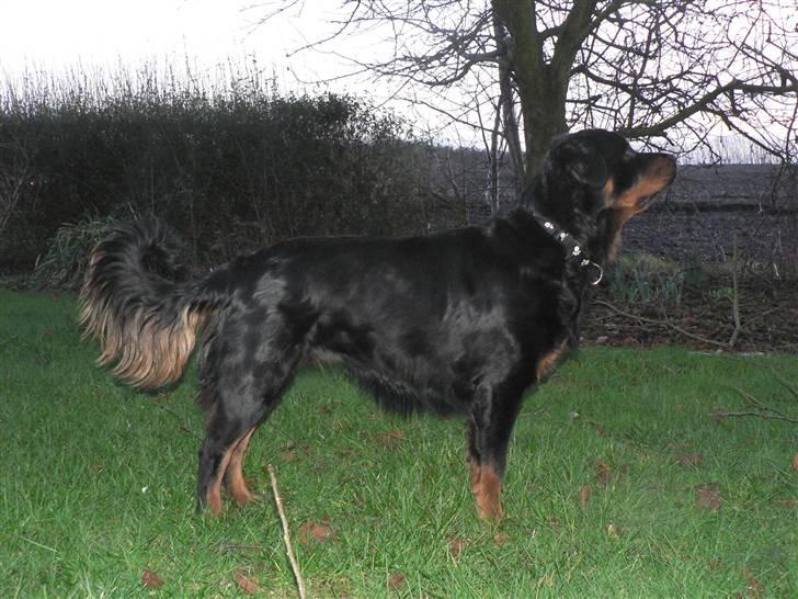 Rottweiler Pepsi - Her har jeg lige forsøgt at lege med en kat... Men den ville ikke lege og løb bare op i et træ. Hvor kedelig, jeg gør jo ikke noget, kom nu ned og leg. billede 3