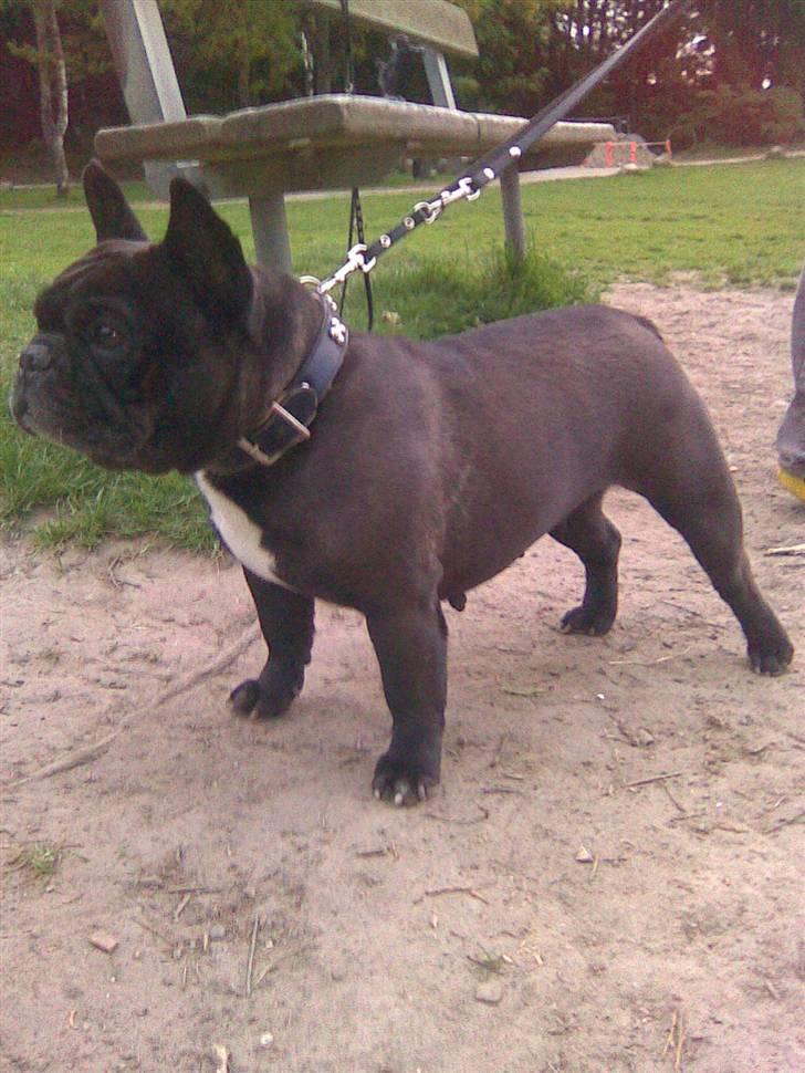 Fransk bulldog berta - er jeg ik flot billede 19