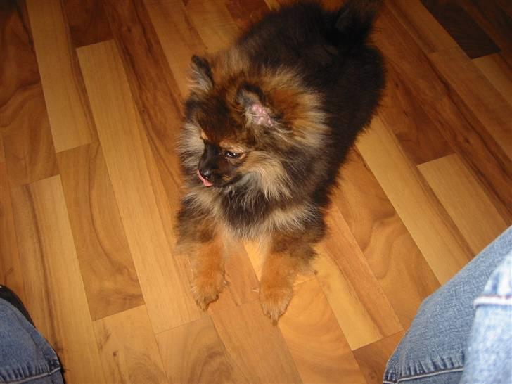 Pomeranian Shanna - Det er altså fristende ...... billede 8