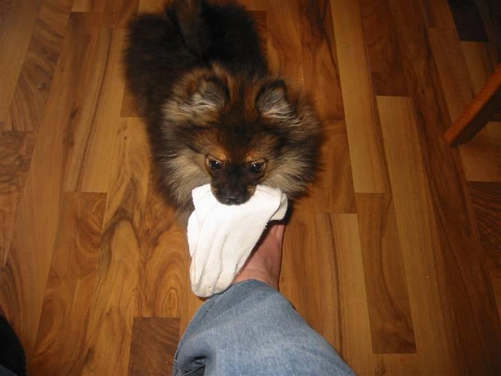 Pomeranian Shanna - Og så lyder mor så sjov, når jeg får fat i det, der er inden i sokken.... billede 9