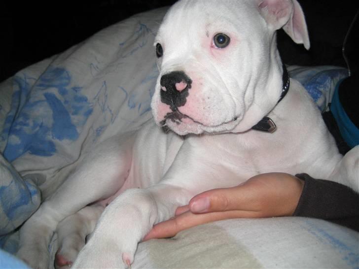 Blanding af racer pablo billede 7