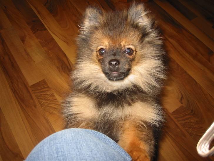 Pomeranian Shanna - Okay, det var den sok. Men hov, der er noget der bevæger sig lige der... billede 10