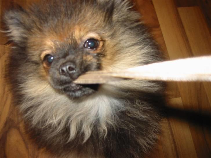 Pomeranian Shanna - Hanken på kameraet er også meget sjov.... billede 11