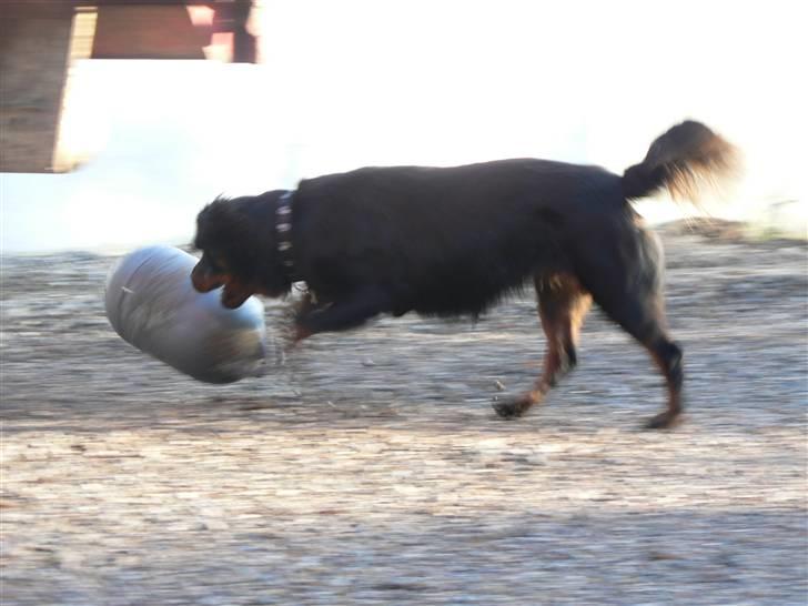 Rottweiler Pepsi - Yes.... Nu kommer jeg og fanger dig..!!! billede 5