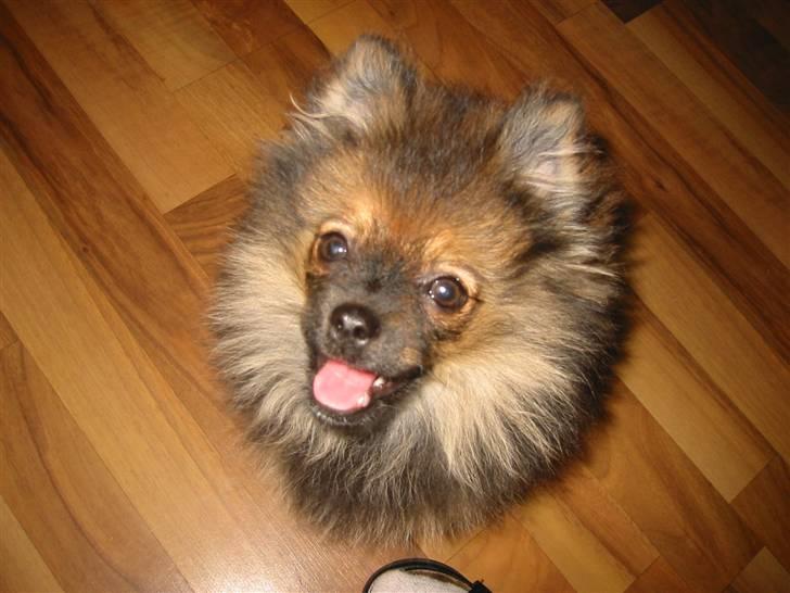 Pomeranian Shanna - Pause ..... ser lige meget sød ud imens billede 13