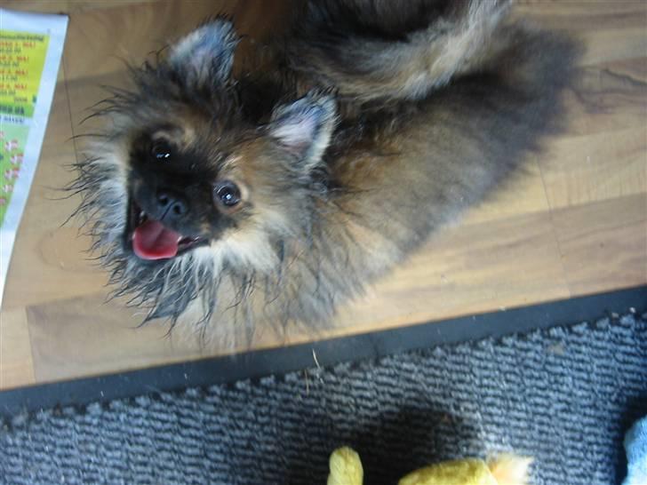 Pomeranian Shanna - Pause slut...... Se mor, fandt lige ud af vandslangen var utæt..... dejligt i denne hede billede 14