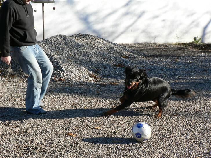 Rottweiler Pepsi - Jaa kom så far leg med mig. billede 7