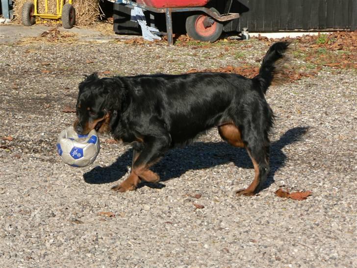 Rottweiler Pepsi - Jaa det er så sjovt. billede 8