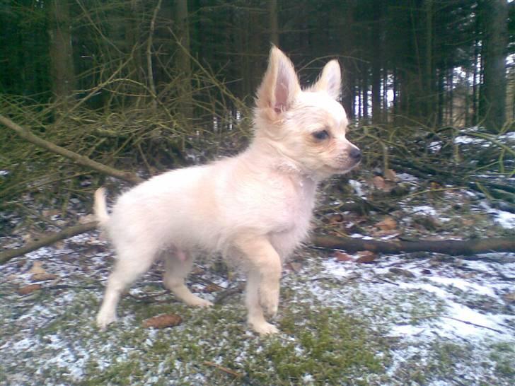 Chihuahua Victor - En vinterdag i skoven billede 6