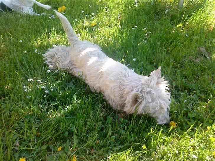 West highland white terrier Kni's Ficus Boucle(Viggo) billede 12