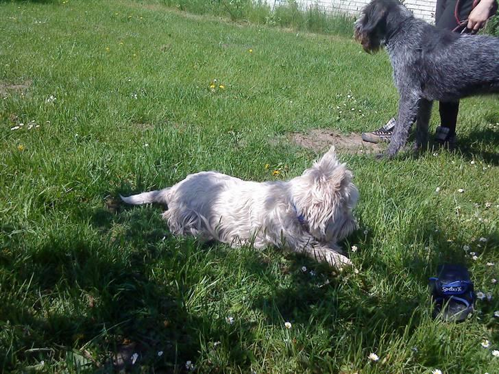 West highland white terrier Kni's Ficus Boucle(Viggo) billede 13