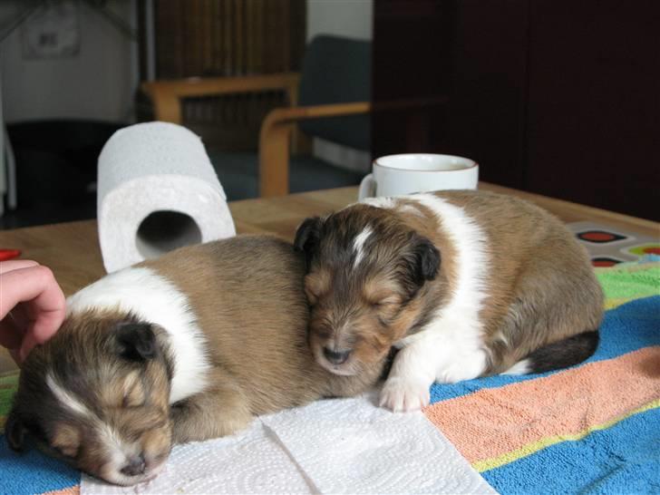 Shetland sheepdog Jack - Jack og hans bror billede 1