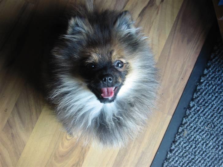 Pomeranian Shanna - Og her er jeg så igen, tør og næsten 4 måneder gammel billede 15