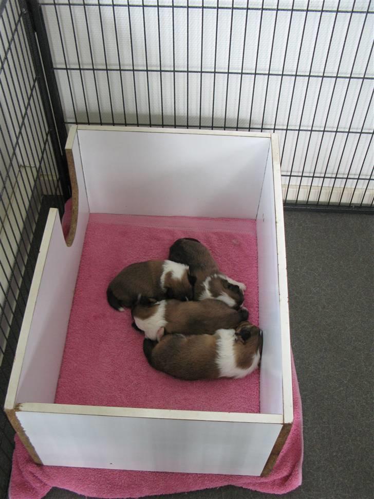 Shetland sheepdog Jack - Hele Kulet billede 2