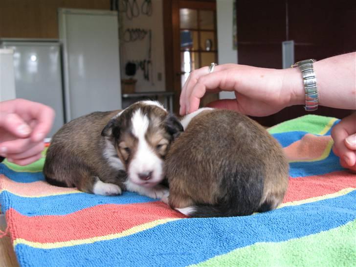 Shetland sheepdog Jack billede 3