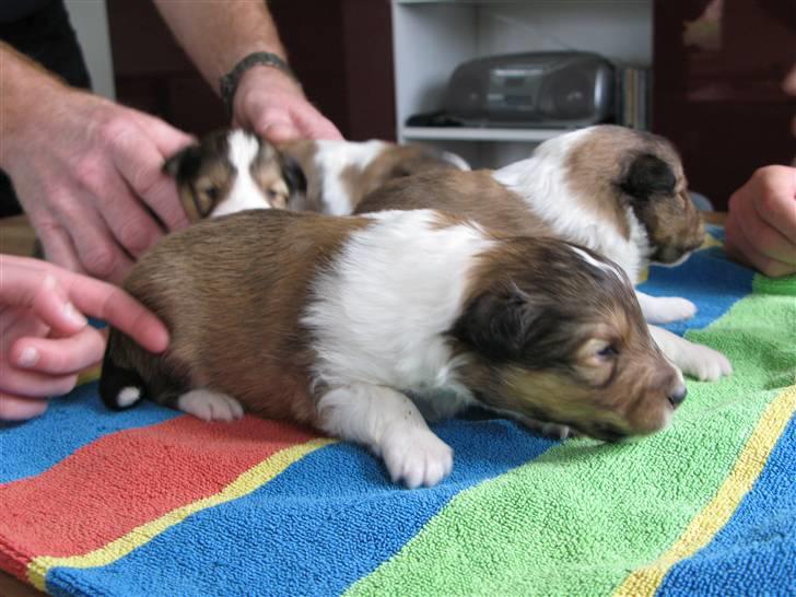Shetland sheepdog Jack billede 4