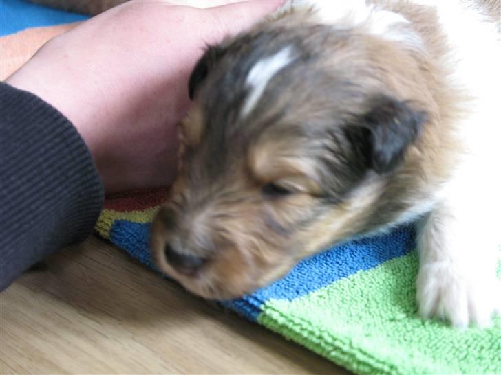 Shetland sheepdog Jack billede 5