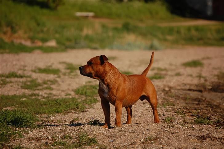 Staffordshire bull terrier Cody billede 6