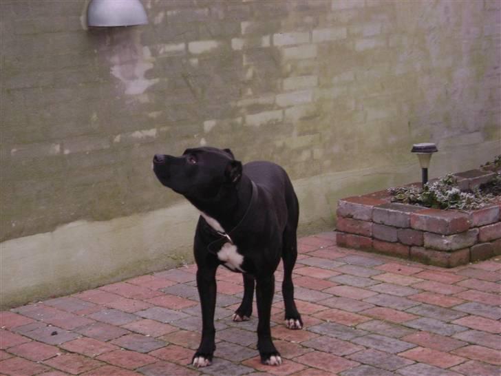Amerikansk staffordshire terrier darko - gider ikke have taget flere billeder billede 2