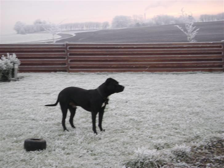 Amerikansk staffordshire terrier darko - er lige ude og nyde frost vejret billede 3