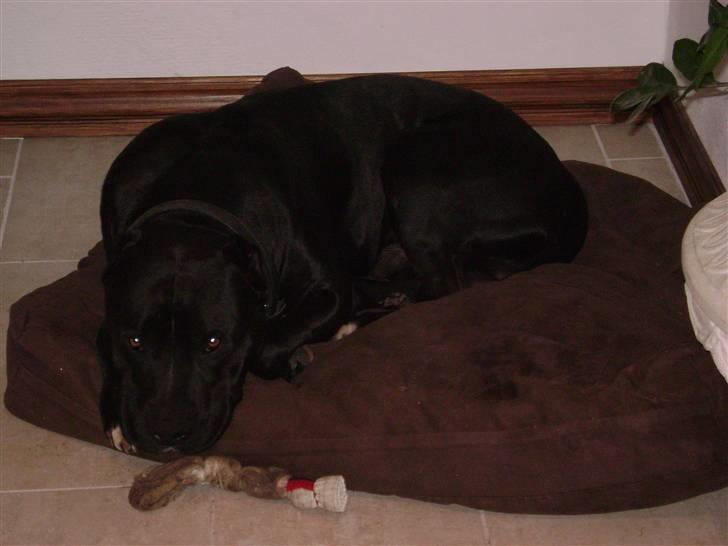 Amerikansk staffordshire terrier darko - træt efter leg billede 4
