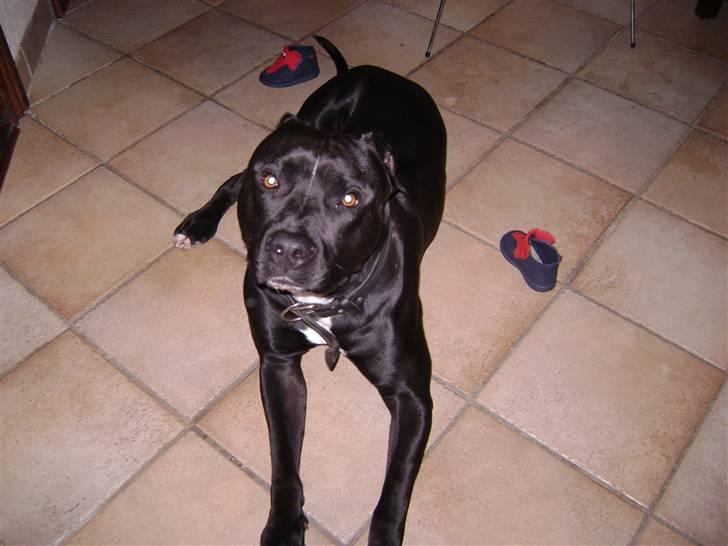 Amerikansk staffordshire terrier darko - darko billede 5