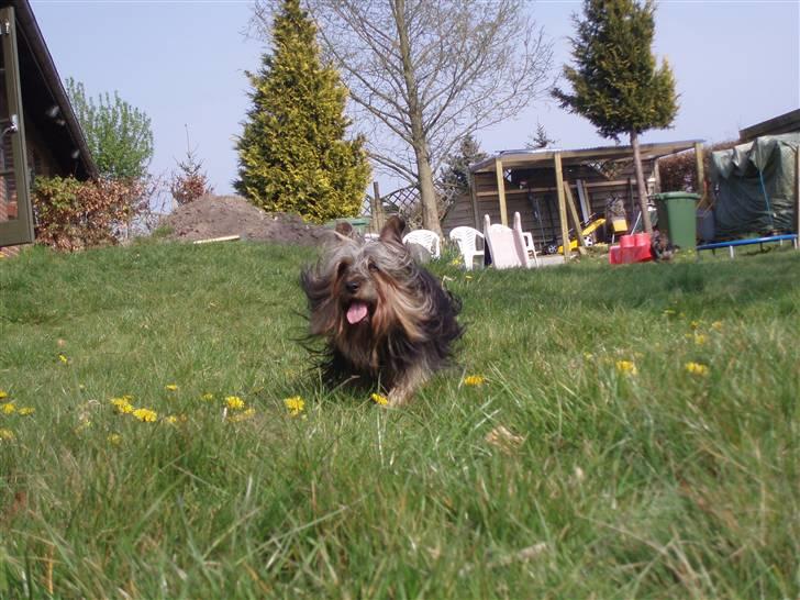 Australian silky terrier Silkylyst's Lorenzo billede 18