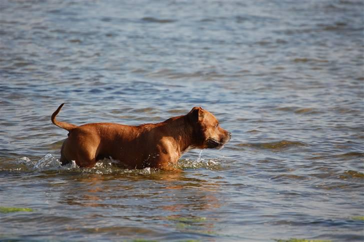 Staffordshire bull terrier Cody billede 7