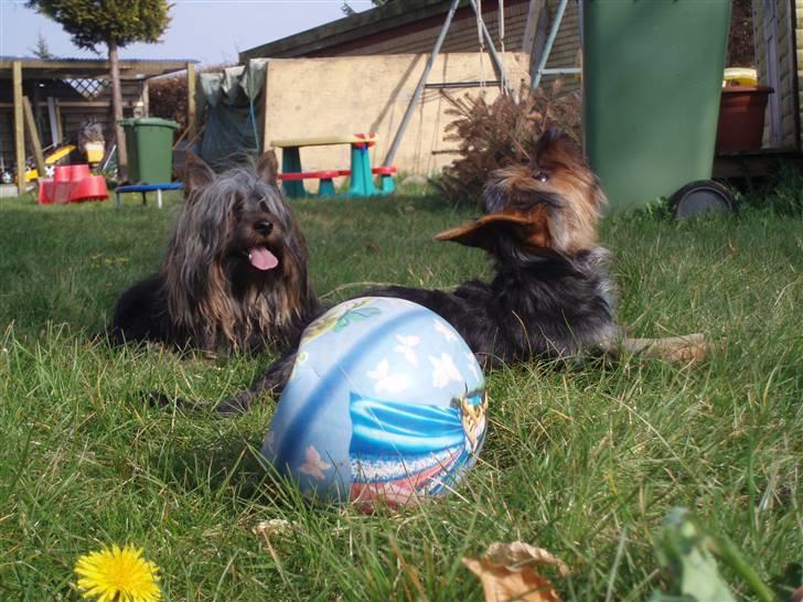 Australian silky terrier Silkylyst's Lorenzo - Hva´ så stump, hvad ser du deroppe ? billede 19