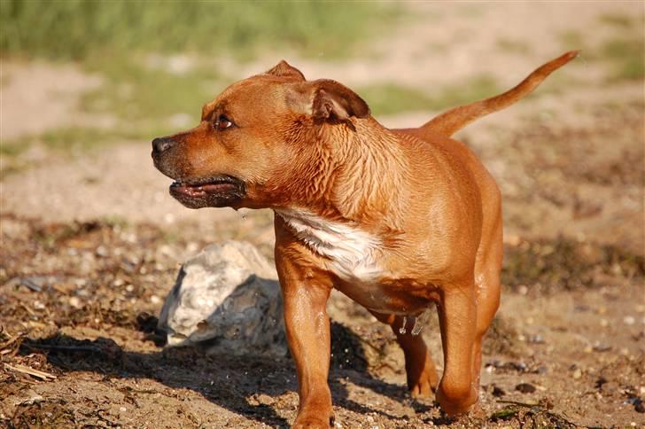 Staffordshire bull terrier Cody billede 8