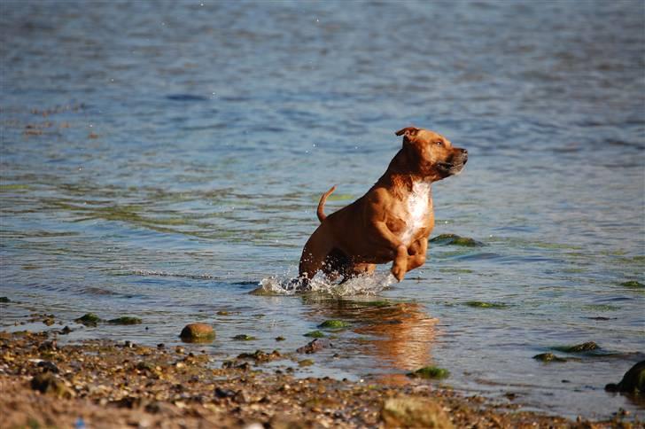 Staffordshire bull terrier Cody billede 9