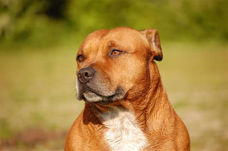 Staffordshire bull terrier Cody billede 10