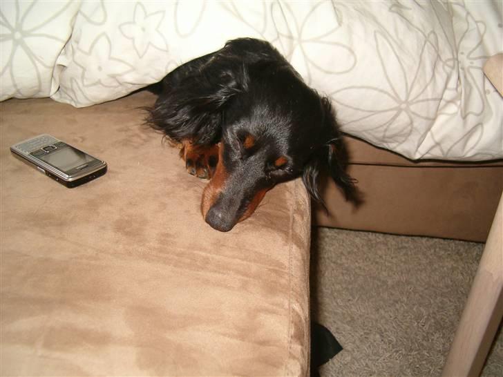 Miniature gravhund Alfred billede 14