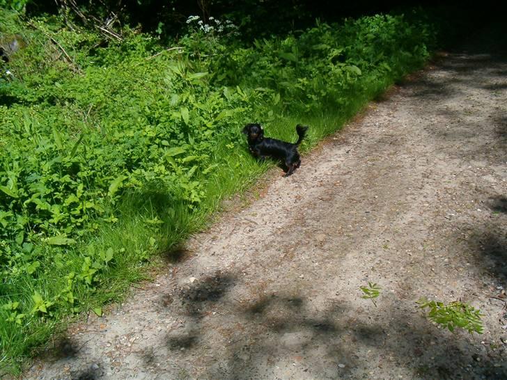 Miniature gravhund Alfred billede 15