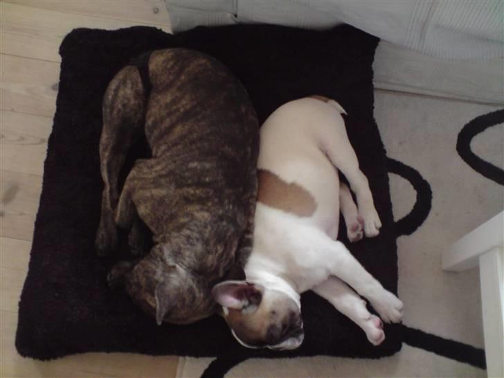 Fransk bulldog Tulle billede 8