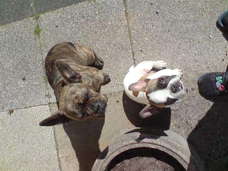 Fransk bulldog Tulle billede 9