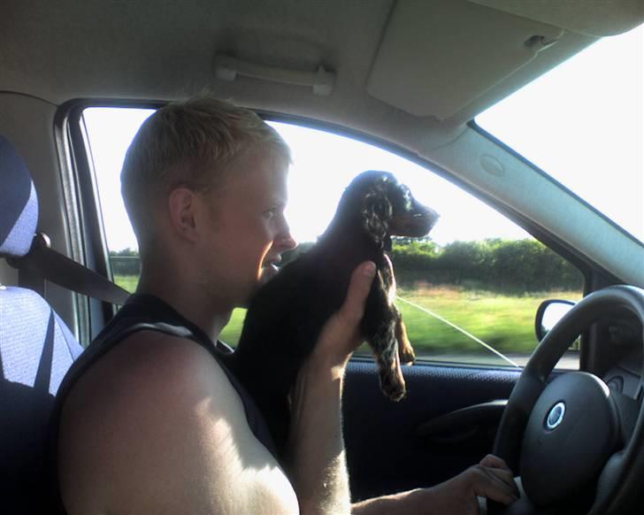 Miniature gravhund Alfred billede 16