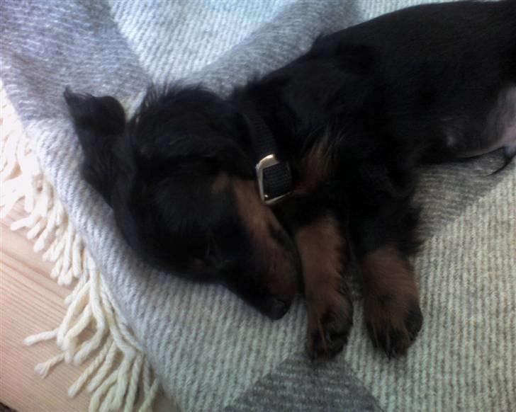 Miniature gravhund Alfred billede 17