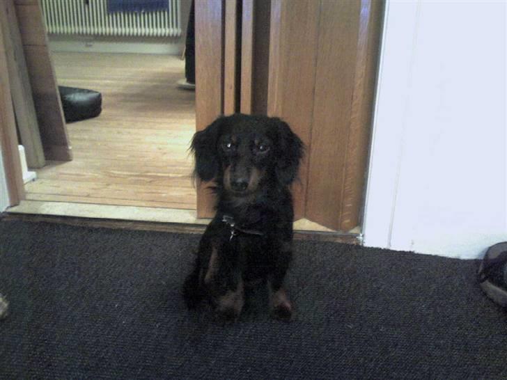 Miniature gravhund Alfred billede 18