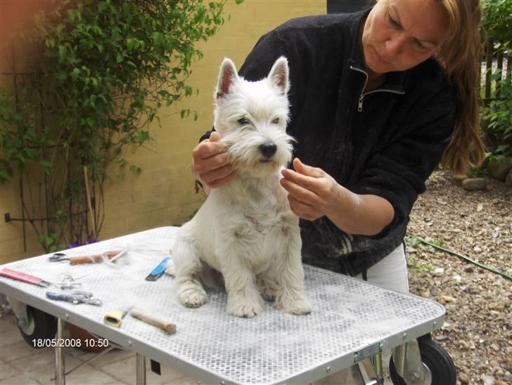 West highland white terrier KIKI - Der arbejdes på sagen billede 14