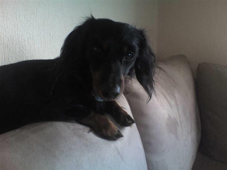 Miniature gravhund Alfred billede 19