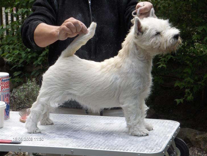 West highland white terrier KIKI - så er vi færdige - super flot resultat billede 15