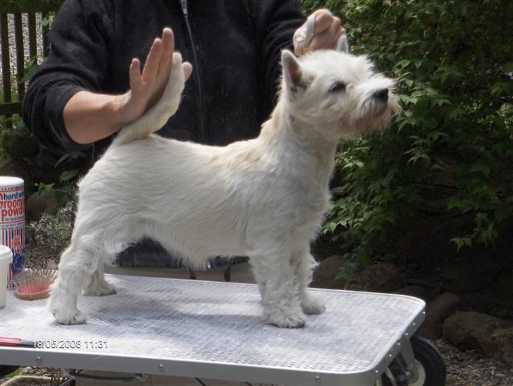 West highland white terrier KIKI - - det kan da ikke blive bedre...... billede 16